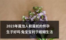 2023年属龙和属蛇的夫妇怀孕生子对婚姻生活的积极影响：探讨兔宝宝的潜力