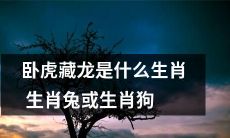 卧虎藏龙：探寻其中蕴含的神秘意义，是属于生肖兔还是生肖狗呢？