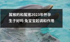 2023年，对于属猴和属猪的夫妇，怀孕生子是否适宜？兔宝宝是否具备调和作用？