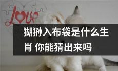 你能根据“猢狲入布袋”猜测出对应的生肖吗？