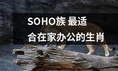通过星座，观察SOHO族的办公特点，得出哪些生肖最适合在家办公？
