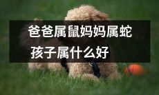 根据生肖配对，父亲属鼠母亲属蛇，那么孩子应属于哪个生肖？