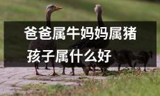 爸爸是牛座,妈妈是猪座,那么他们的孩子属于什么星座呢?寻找最佳星座配对的困惑!