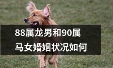 探究88年属龙男和90年属马女的婚姻情况：稳定融洽还是不尽人意？