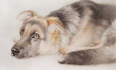 夫妻属马、生肖属鼠宝宝，这种组合将会对父母和孩子的生活、成就和性格产生哪些影响？