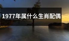 什么生肖可以与1977年出生的人配对？