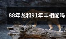 1988年出生的龙和1991年出生的羊能否匹配？