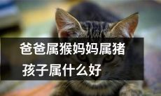 如果爸爸是猴子，妈妈是猪宝宝应该属于什么？