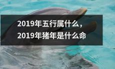 2019五行属于哪个元素？2019猪年宜何行之相配？