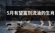 五月有望财源广进、大展宏图、春风得意的十二生肖