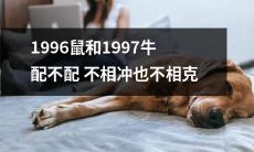 1996年的鼠和1997年的牛：不具相生相克关系，互不冲突也互不抵触吗？