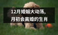 属相属11月都离婚的可能性较高，婚姻生变浪潮悄然来袭！