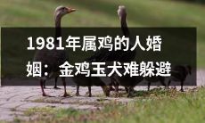 1981年出生的鸡年生肖人的婚姻状态: 面对金鸡玉犬，恋爱、婚姻两难抉择