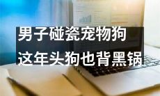 越来越猖獗的现代社会：男子碰瓷宠物狗，惹上大祸，让我们重新思考人与动物的关系及责任意识