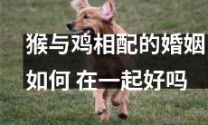 研究表明猴与鸡的婚姻可行性:探究它们如何完美融合并建立长期稳定的关系