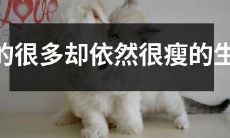 哪个生肖即使吃得很多也能保持苗条的身材？