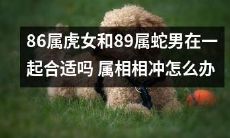 如何处理属相相冲的情况：86属虎女和89属蛇男在一起是否合适？