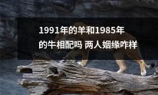 1991年出生的羊和1985年出生的牛会合适吗？他们的婚姻关系如何？