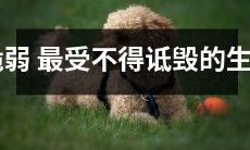 那些容易受到挫折和贬损的生肖——我们一起来了解脆弱性格的动物星座