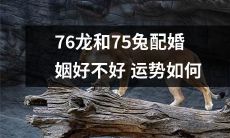 探讨76龙和75兔配婚姻的好坏及运势如何
