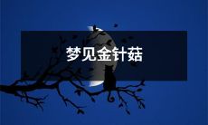 在梦中偶遇金针菇：一段关于食物、奇异与神秘的探索之旅