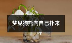 在梦中目睹狗熊向自己猛扑而来的惊险体验