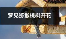 在梦中目睹猕猴桃树怒放盛开的绚烂花海