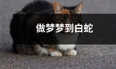 在梦中遇见了一只白蛇，它与我交谈并带领我经历了一场神秘的冒险！