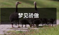 如何理解并处理梦境中表现骄傲情绪的经验与教训?