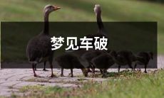 梦见汽车遭受毁坏状况的场景：车辆被破坏的梦境