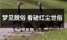 通过梦境深处的脱俗视角，看破繁华世俗中那份显而易见的虚伪与浮躁