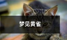 在清晨的梦中，我突然间梦见了一群黄雀，它们在我周围飞舞，让我感到神秘和惊喜！