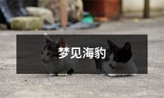 在梦中看到了可爱的呆萌海豹，让人心情愉悦且不由自主地沉浸在海洋的美妙世界中！