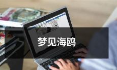 在充满诗意的梦中，惊艳海鸥展翅翱翔，畅想无边海洋的自由与美丽