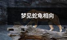 在梦境中观察蛇和龟相互对峙并交织的神秘画面