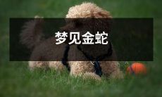 在深夜梦境中闯入的惊险冒险——梦见缠绕的金蛇故事