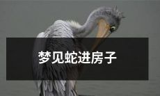 在梦中看到一条蛇进入自己的房子：预示着什么意义？