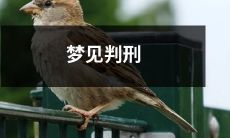 当我在梦中被判刑：一个深刻的心理体验，如何解读并管理这种情绪？