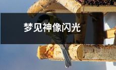 的亚洲鸽子 在梦中出现的惊人迹象:闪烁的神像如何启示我们前往神秘的未知领域?