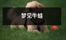 在梦中看到一只大大的、绿色的、滑溜溜的牛蛙,仿佛置身于丰富多彩而神秘的梦境之中