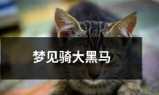 在梦中遇见一匹高大的黑马,毛发闪烁着奇异的光辉和神秘的能量,彷佛像是宇宙之力凝聚而成,然后骑上它直奔天堂——探索梦境中奇幻世界的迷人探险之旅