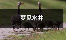 在梦中看到了一口清澈井水不断冒出的水井，梦境中的水井让人产生深刻的印象！