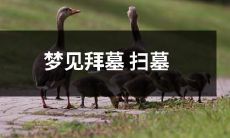 做梦梦见自己在扫墓、拜墓，显现出祖先敬仰和灵魂平静的迹象