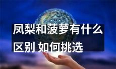 如何区分凤梨和菠萝?挑选的技巧有哪些?