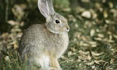 探究1987年生肖兔的运势，预测36岁的他们在2023年兔年的每月运程