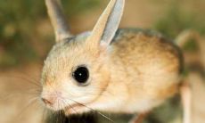 51岁生肖鼠1972年出生者的详尽解读：2023年兔年运势和每月运程方向指南