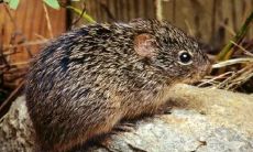 深度解析1984年生肖鼠人在2023年兔年的综合运势和月度运程预测