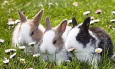 2023年生肖属兔人的运势和运程详解—24岁1999年出生的兔子每月运势一一分析