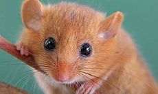 从2008年出生的生肖鼠到2023年兔年,逐月探究运势变迁——全面解析15岁属鼠人的运程与未来前景