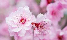 利用姓名测算桃花运程,揭示你是否命中有桃花集结,有利于你的情感关系和婚姻生活